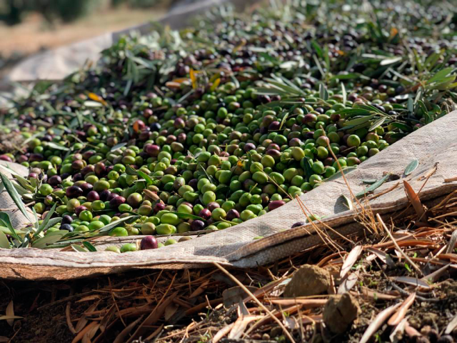 Un mito y cinco verdades sobre el aceite de orujo de oliva