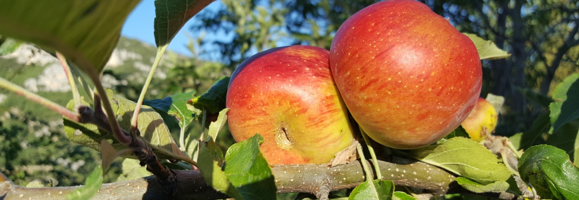 Manzanas ecológicas